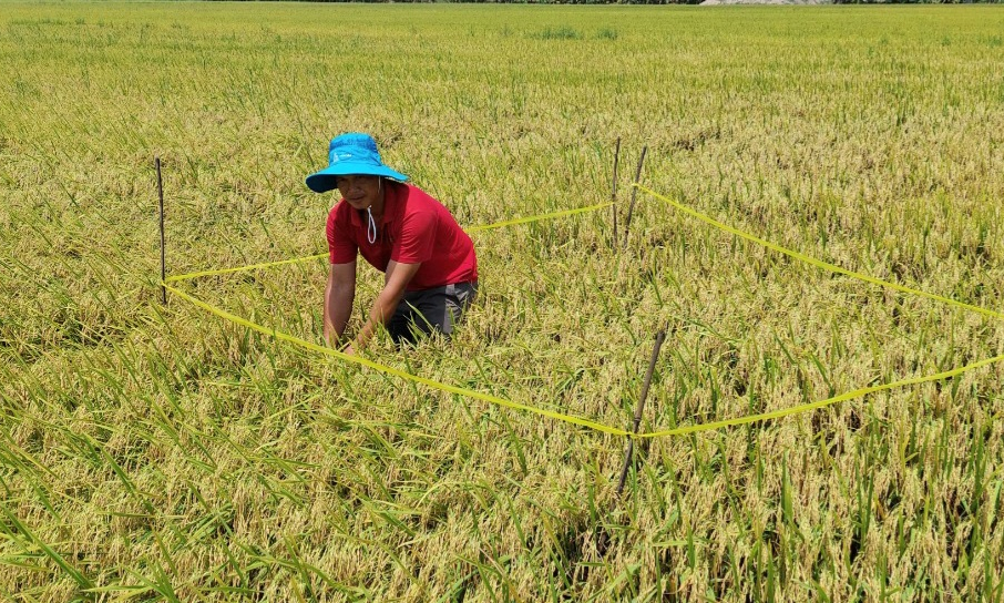 Tân Hưng tổng kết trình diễn bộ sản phẩm phân bón Cà Mau trên cây lúa vụ hè thu 2022