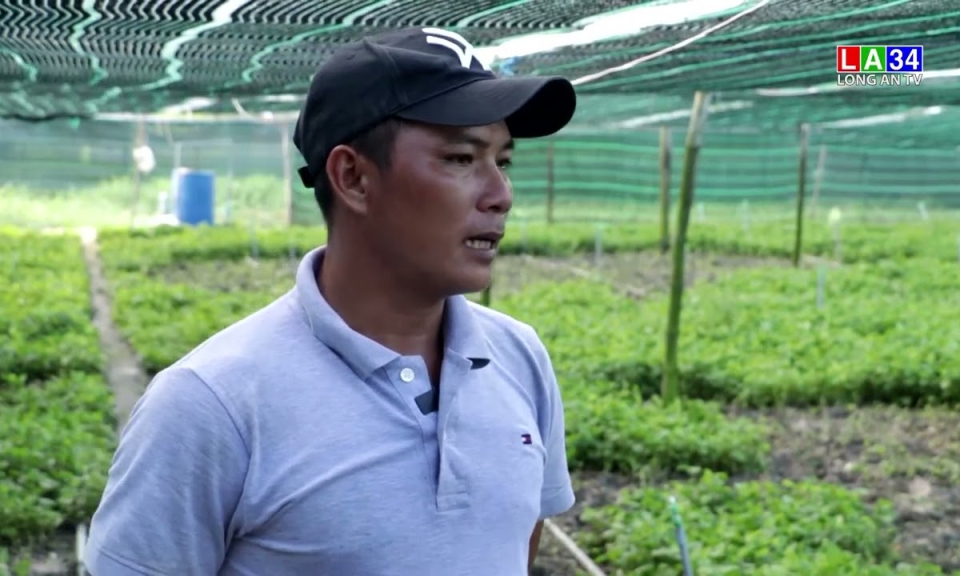 Giá rau diếp cá tăng mạnh