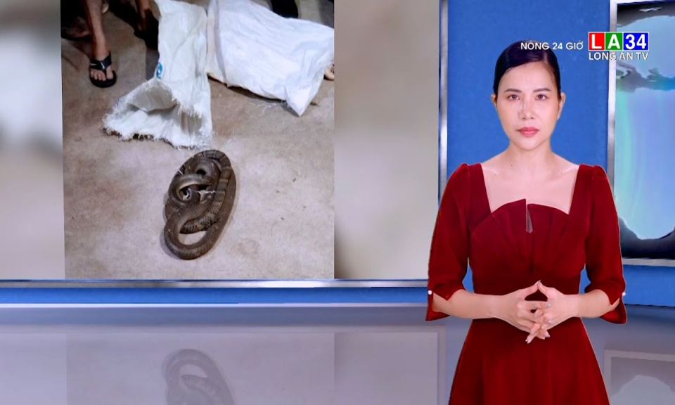 Mất mạng vì tay không bắt rắn hổ mang chúa