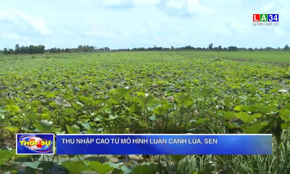 Thu nhập cao từ mô hình luân canh lúa, sen