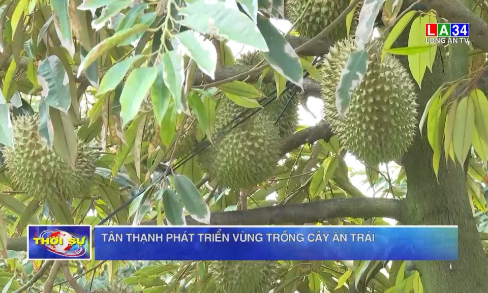 Tân Thạnh phát triển vùng trồng cây ăn trái 