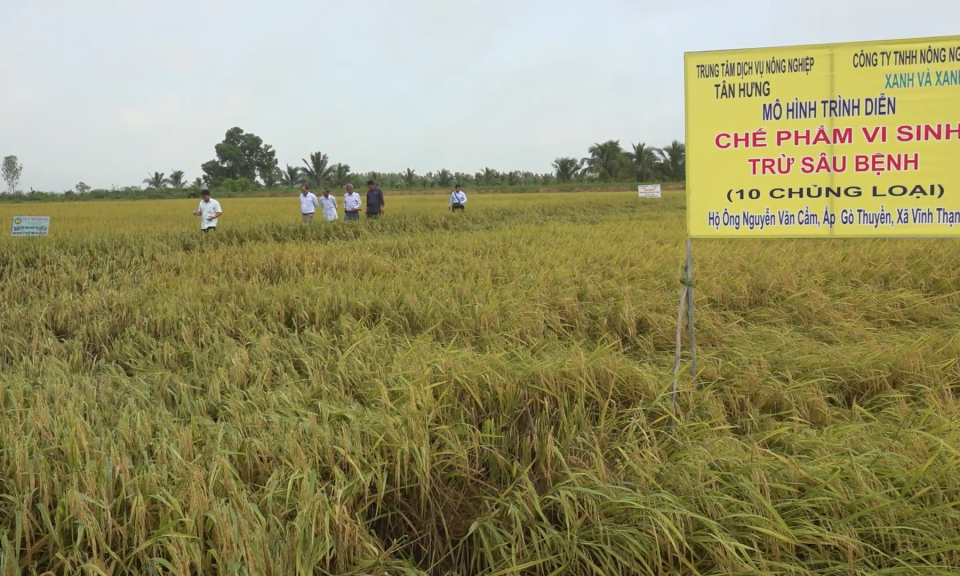 Tân Hưng tổng kết mô hình trình diễn phân bón hữu cơ, chế phẩm sinh học, vi sinh trên cây lúa vụ hè thu 2022
