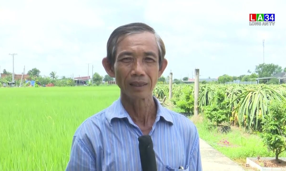 Tân Trụ: Diện tích thanh long giảm mạnh