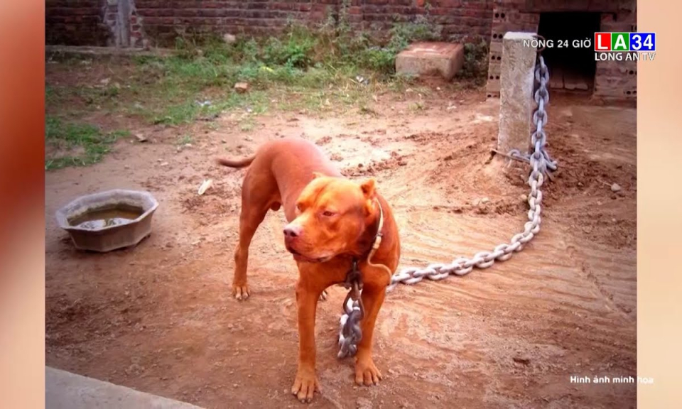 Bé trai 8 tuổi bị chó pitbull cắn khi sang nhà bà nội chơi