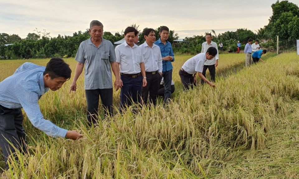 Tân Thạnh hội thảo mô hình sản xuất lúa ứng dụng công nghệ cao vụ Thu Đông 2022