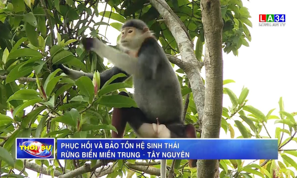 Phục hồi và bảo tồn hệ sinh thái rừng, biển Miền Trung - Tây Nguyên