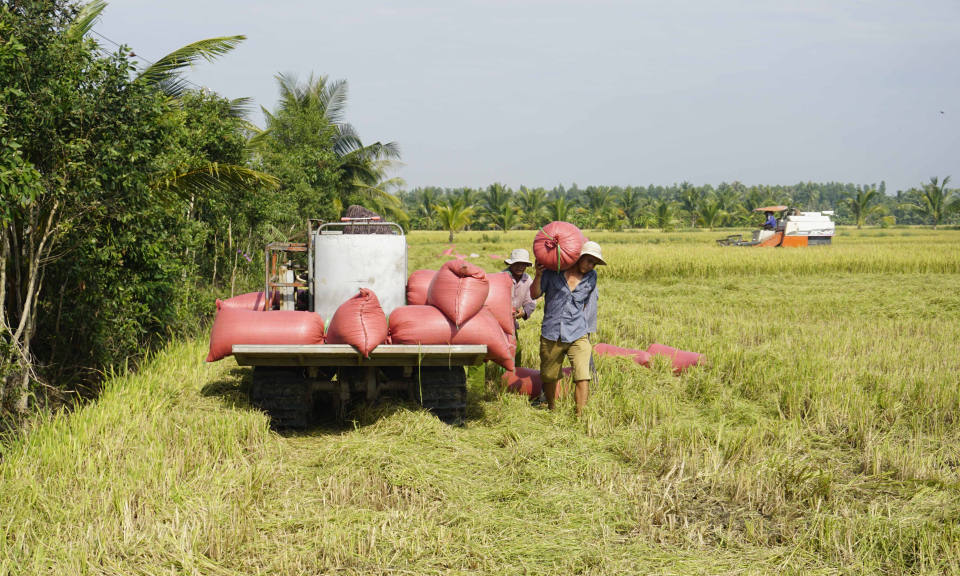 Bến Lức nông dân có lãi thấp từ vụ lúa Hè Thu
