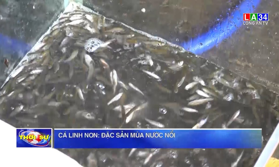 Cá linh non: Đặc sản mùa nước nổi, ăn một lần nhớ cả đời