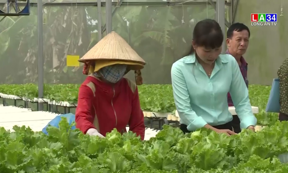 Hội nông dân tỉnh Long An giám sát việc thực hiện chính sách hỗ trợ liên kết sản xuất tại Cần Đước