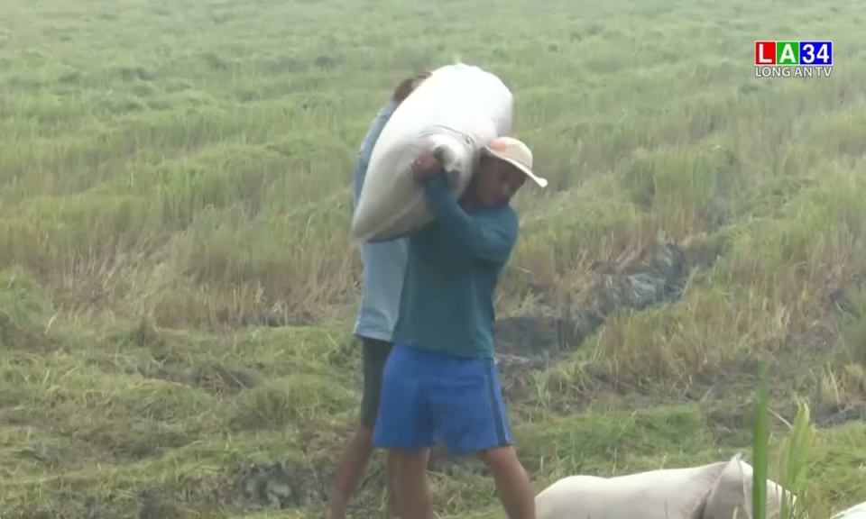 Nông dân Tân Trụ thu hoạch rộ lúa Hè Thu