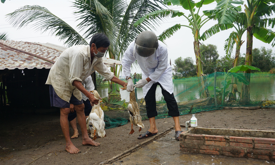 Bến Lức chủ động phòng bệnh cho đàn vật nuôi
