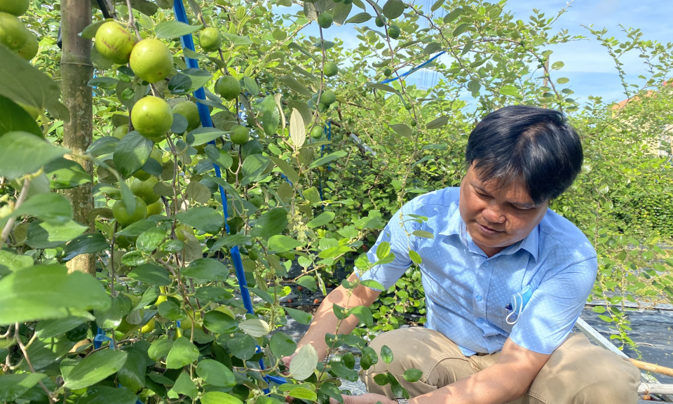 Nông dân Cần Giuộc thành công với cây táo ruột hồng