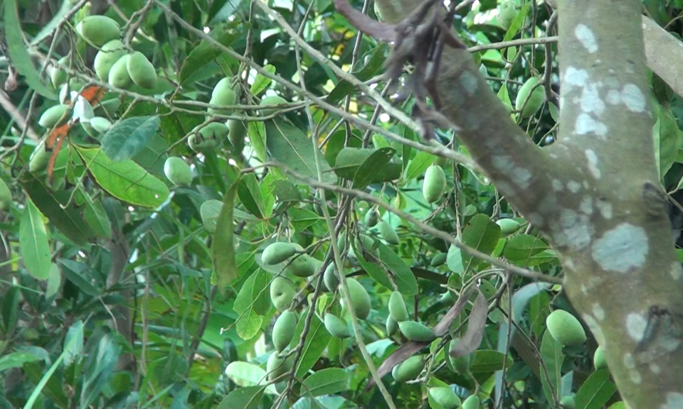 Tân Hưng phát triển mô hình trồng cà na nhờ nguồn vốn vay ưu đãi