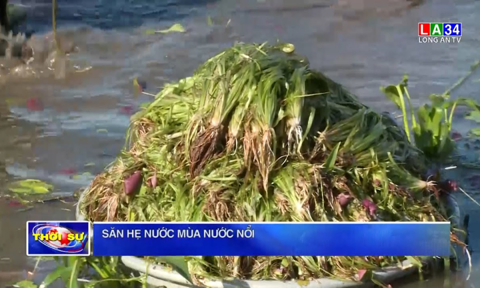 Thứ rau dại tối ngày "lặn ngụp" dưới đồng, ai ngờ nhổ lên bán rất nhanh