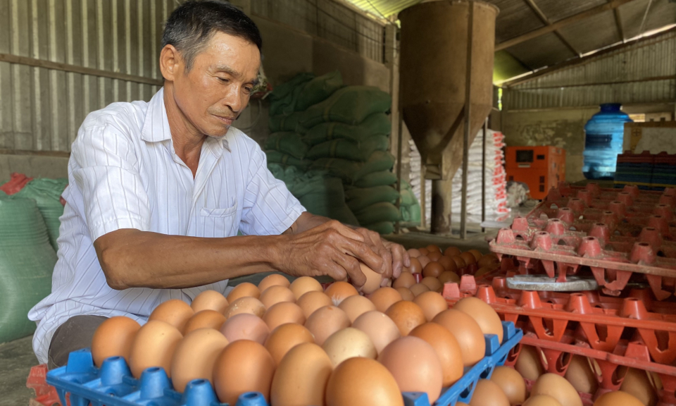 Nông dân nuôi gà phấn khởi khi trứng tăng giá