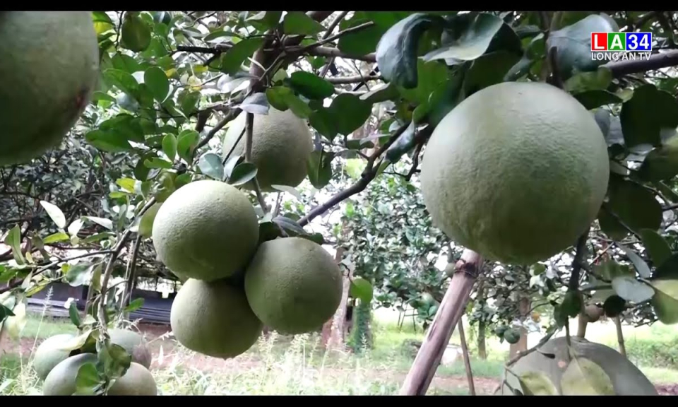 Nông dân chuyển diện tích trồng thanh long sang cây ăn trái, hoa màu