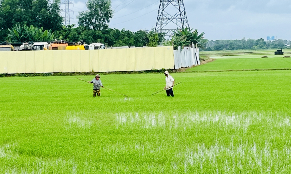 Bến Lức chủ động chăm sóc, bảo vệ lúa thu đông trong điều kiện mưa bão