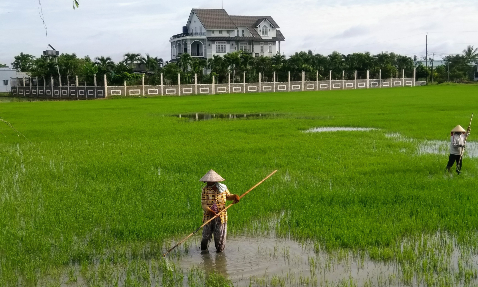 Cần Đước hoàn thành gieo sạ lúa mùa 2022
