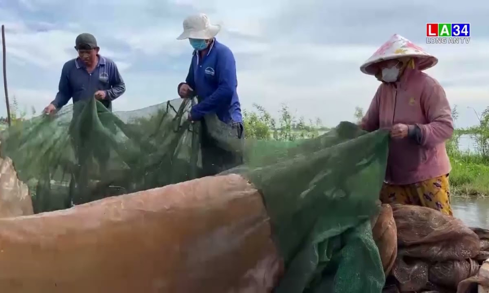 Cá linh - Sản vật của mùa "lũ"
