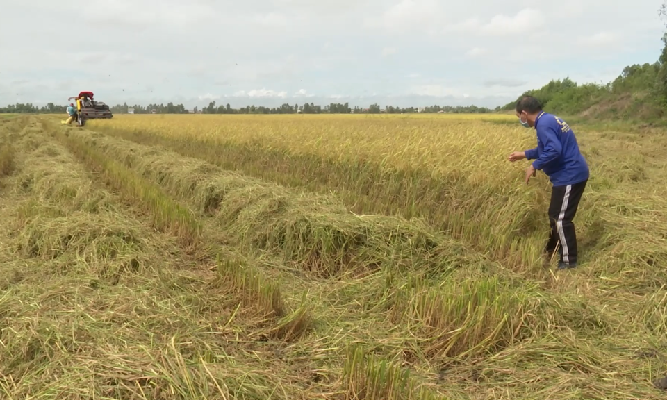 Tỉnh triển khai mô hình điểm sản xuất lúa UDCNC tại Tân Hưng
