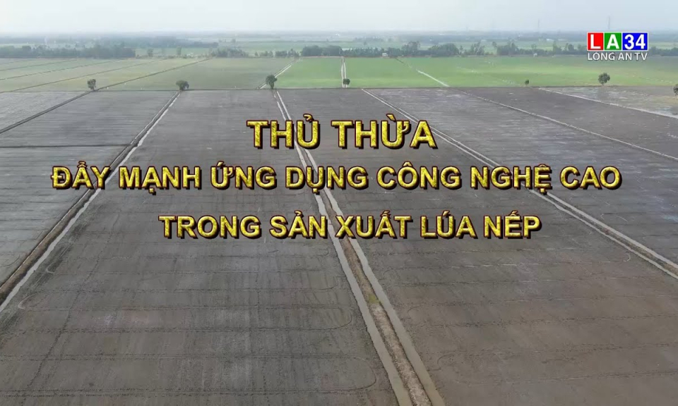 Phóng sự: Thủ Thừa đẩy mạnh ứng dụng công nghệ cao trong sản xuất lúa nếp