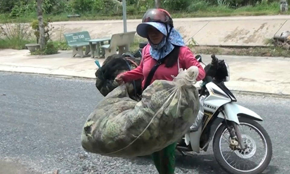 Tân Hưng mô hình tách vỏ hạt sen góp phần giải quyết việc làm lao động nông thôn