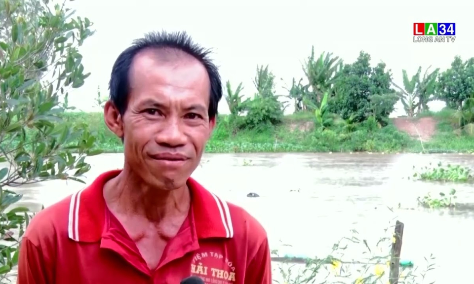 Kiếm thêm thu nhập từ ốc bưu vàng mùa nước nổi