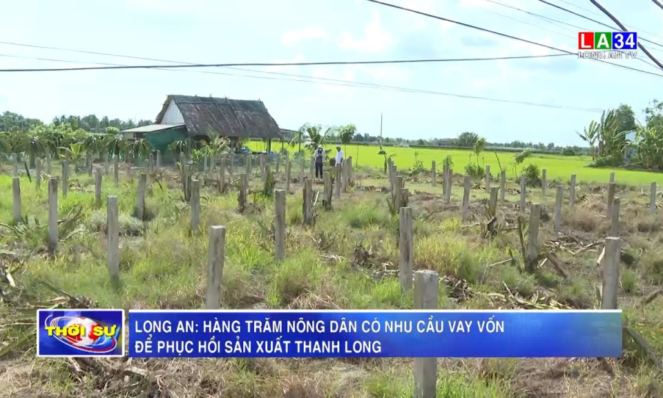 Long An: Hàng trăm nông dân có nhu cầu vay vốn để phục hồi sản xuất thanh long