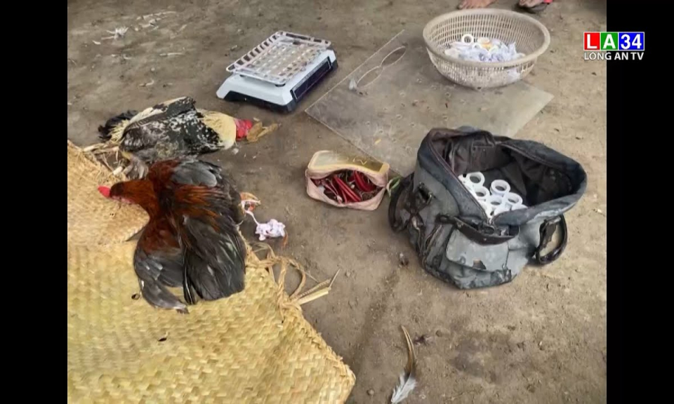 Công an thành phố Tân An bắt quả tang một tụ điểm đá gà thắng thua bằng tiền