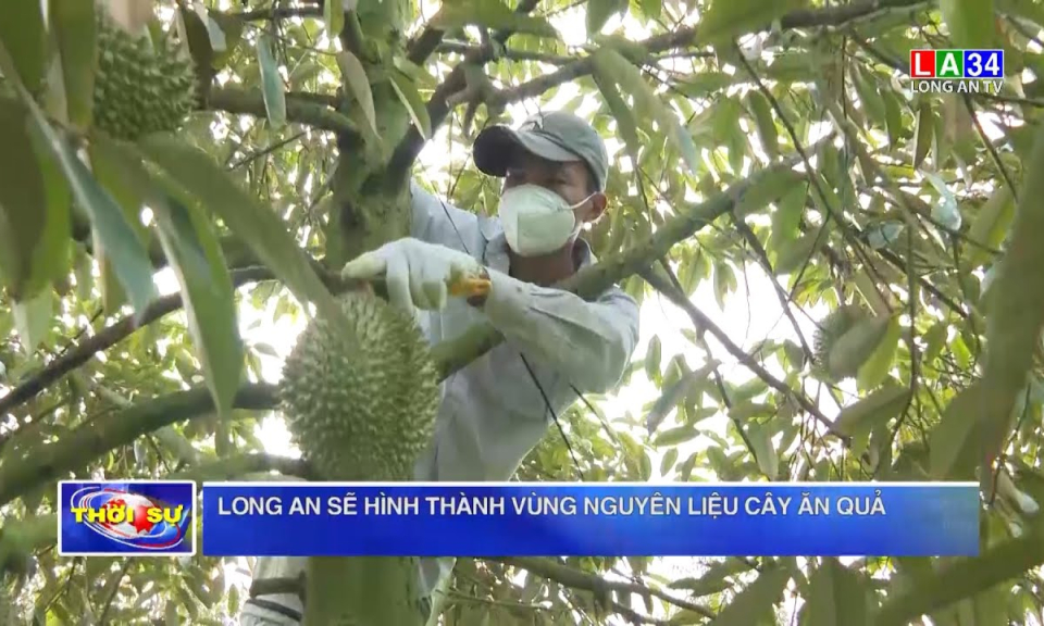 Long An sẽ hình thành vùng nguyên liệu cây ăn quả