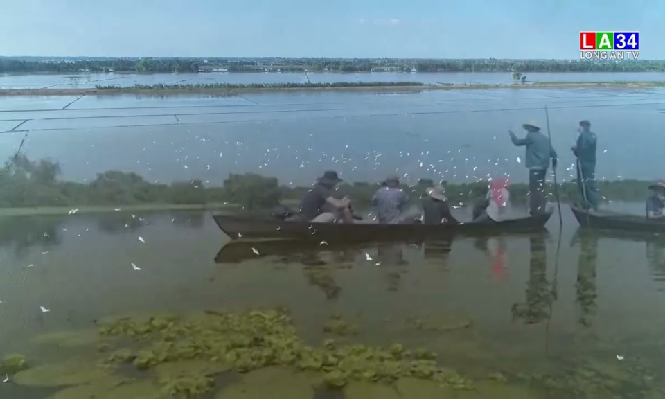 Tăng cường công tác bảo vệ chim hoang dã, chim di cư