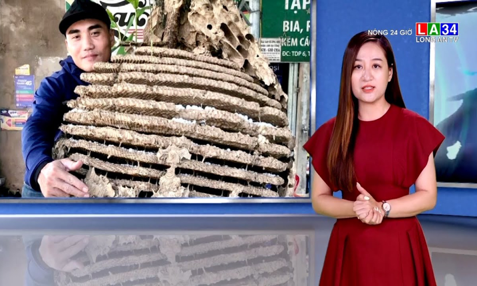 Cận cảnh tổ ong "khủng" 16 tầng, nặng 21kg ở rừng biên giới - Copy