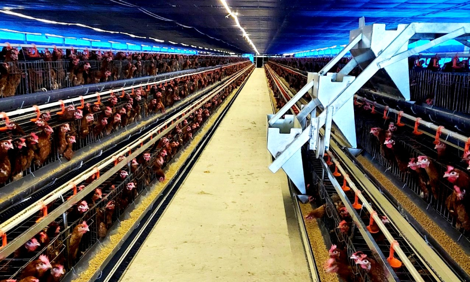 Cần Đước nông dân ứng dụng công nghệ cao chăn nuôi