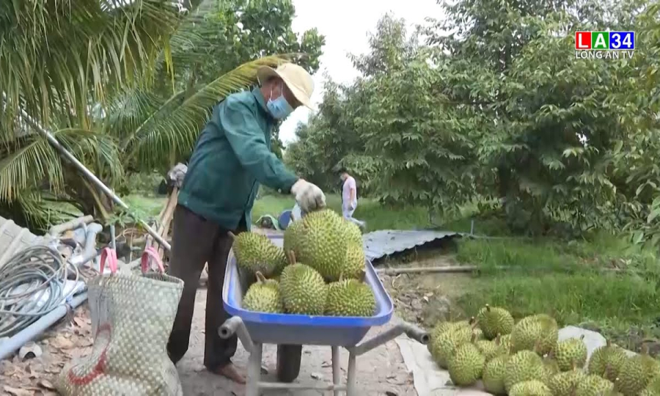 Nông dân Long An kỳ vọng từ xuất khẩu sầu riêng chính ngạch