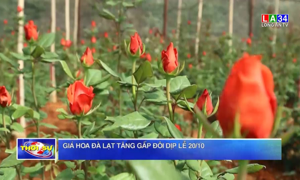 Giá hoa Đà Lạt tăng gấp đôi dịp lễ 20/10