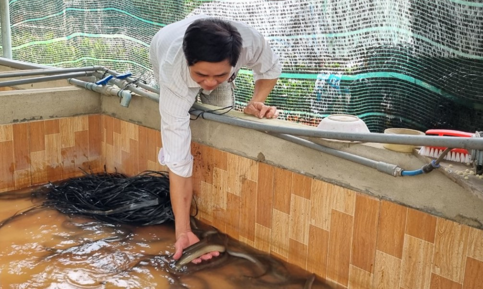 Thành phố Tân An nông dân nuôi lươn không bùn thành công