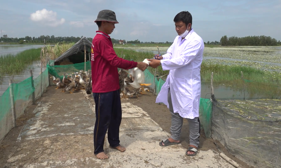 Tân Hưng tiêm phòng miễn phí 120.000 liều vắc xin Cúm gia cầm trên vịt đợt 2