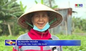 Rau màu tăng giá, nông dân phấn khởi
