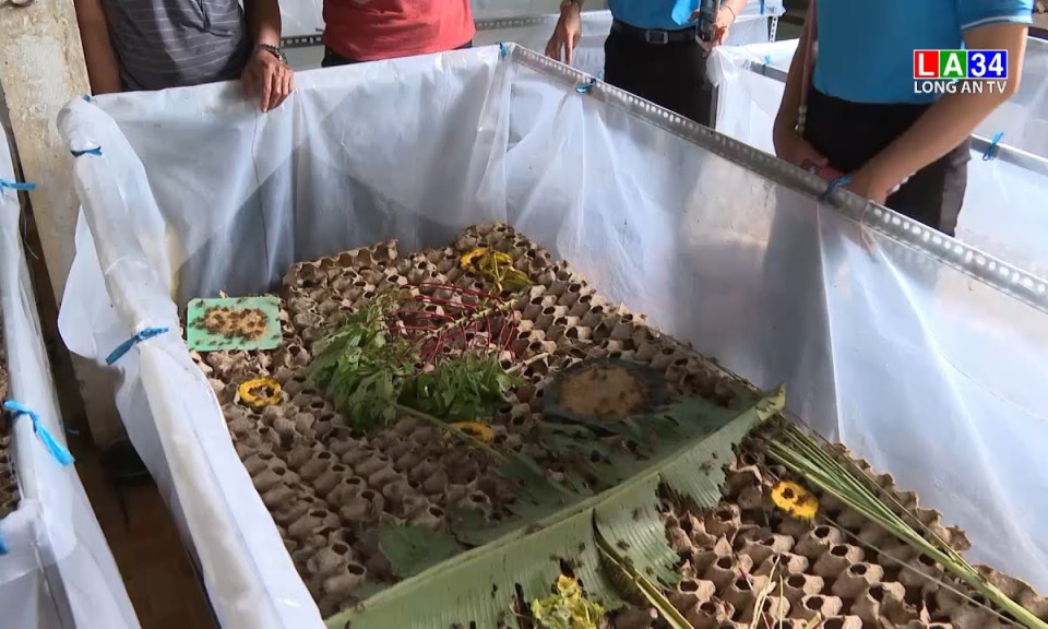 Thành công với mô hình nuôi dế
