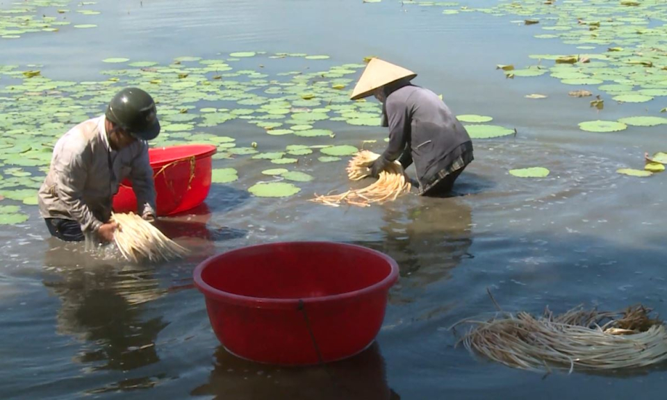 Toàn tỉnh có 34 chi Hội nông dân nghề nghiệp với hơn 1.000 hội viên