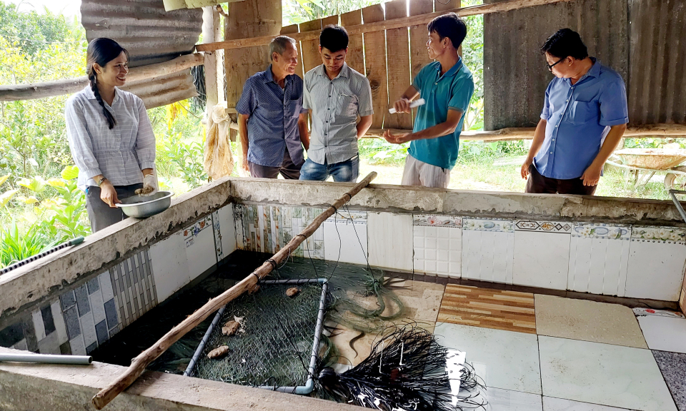 Kiến Tường hội thảo tổng kết mô hình trình diễn nuôi lươn không bùn