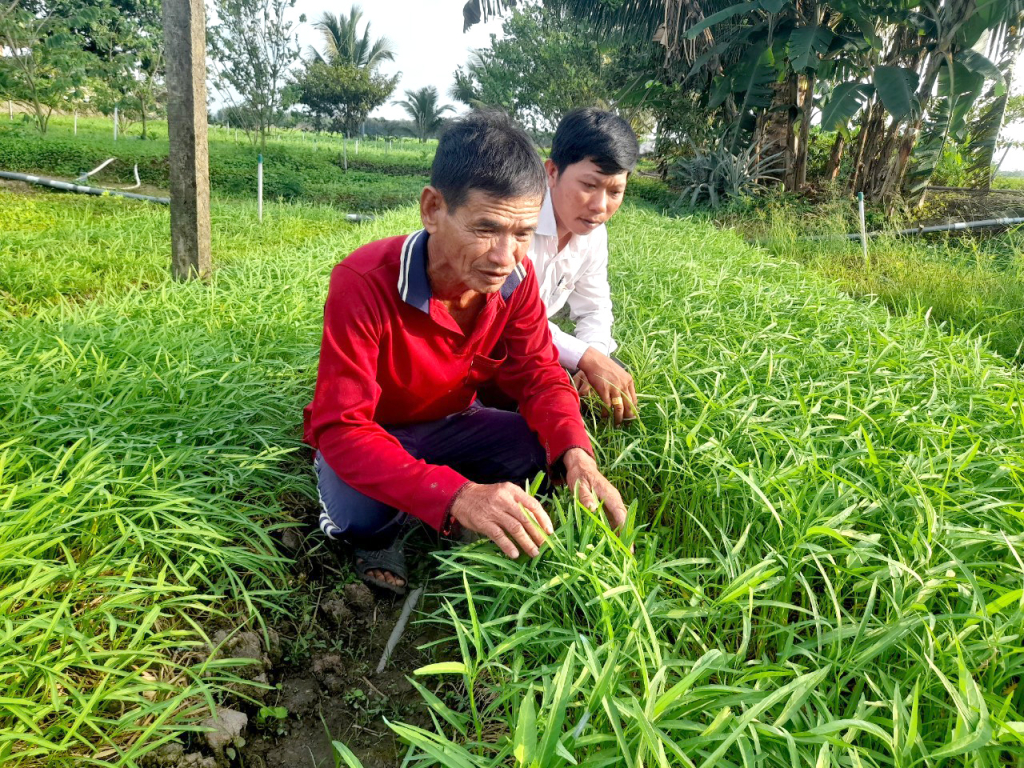 Huyện Gò Công Tây Phát triển mạnh mẽ mô hình trồng cây mai vàng trên nền  đất lúa cho thu nhập kinh tế cao tại xã Đồng Sơn