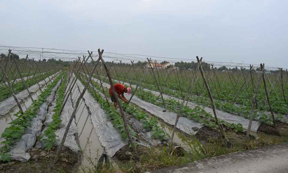 Bến Lức có trên 120 hecta rau màu phục vụ nhu cầu địa phương