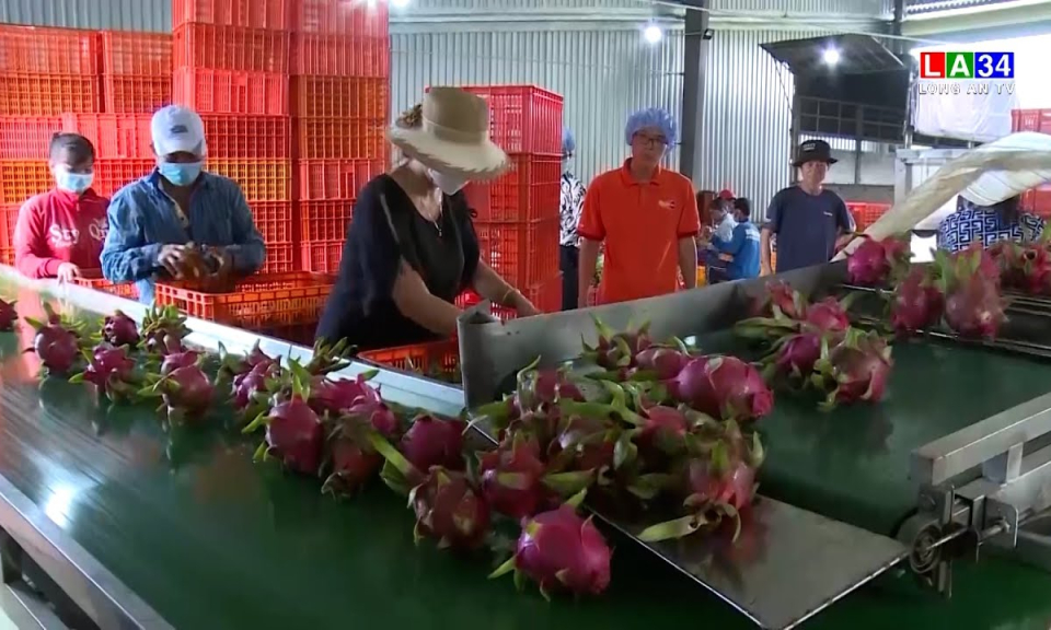 Phát triển hợp tác xã gắn với xây dựng nông thôn mới