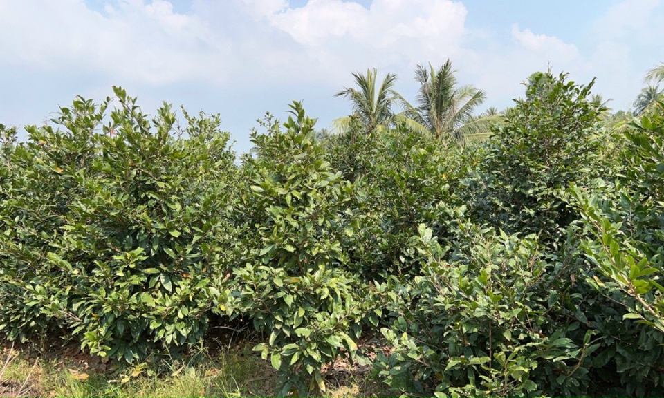 Bến Lức diện tích cây mai vàng phát triển lên hơn 600 hecta