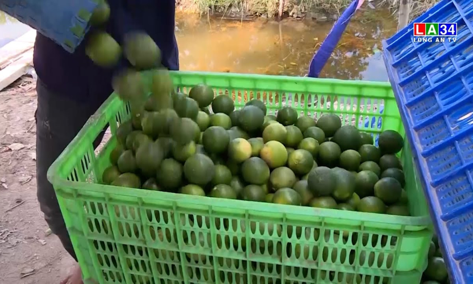 Long An: ước sản lượng chanh tăng hơn 20.000 tấn so với cùng kỳ 2021