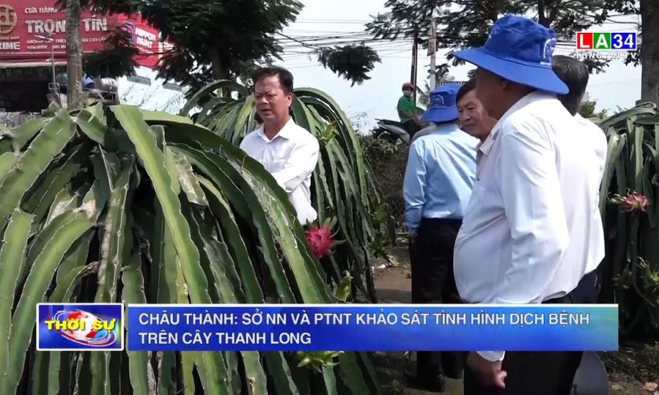 Châu Thành: Sở NN và PTNT khảo sát tình hình dịch bệnh trên cây thanh long
