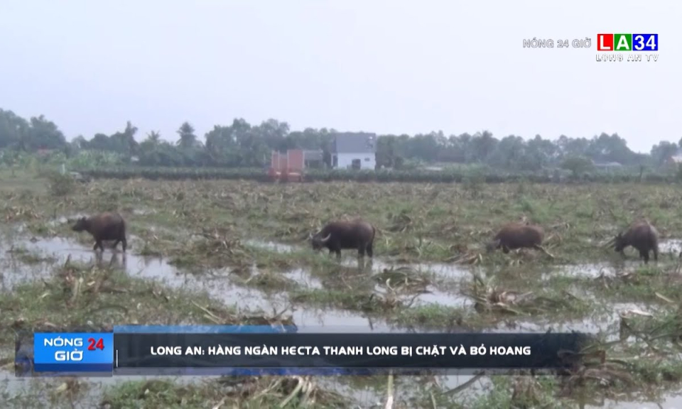 Long An: Hàng ngàn hecta thanh long bị chặt và bỏ hoang