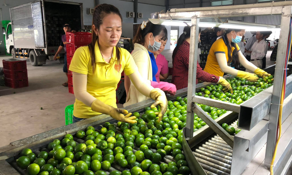 Bến Lức  ổn định diện tích trồng chanh chuyên canh