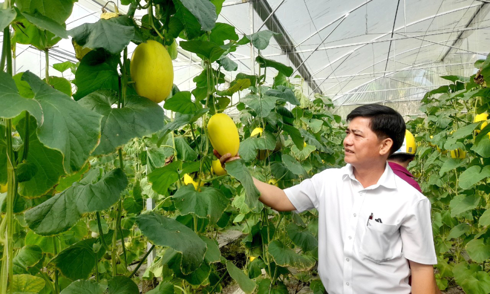 Lãnh đạo huyện Tân Thạnh thăm mô hình kinh tế hiệu quả tại xã Nhơn Ninh